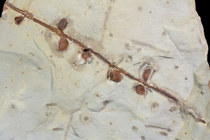 Paleocene Fossil Plant (Unidentified) - Montana #92597